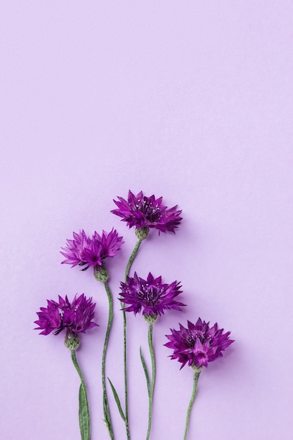 Minimal layout made purple and violet flowers on violet background Flat lay style with fresh