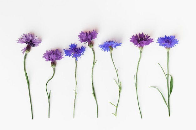 Minimal layout made purple and violet flowers on white background Flat lay style with fresh