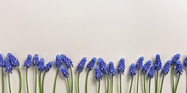 Minimal nature frame banner Blue delicate wildflower muscari on beige background copyspace aesthetic