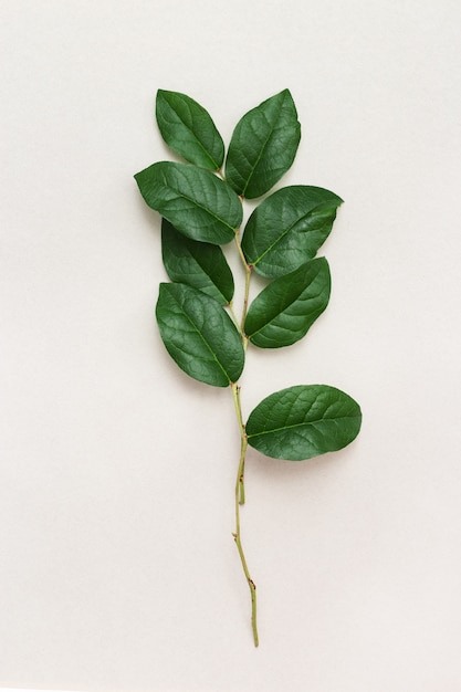 Minimal style composition with fresh small branch with green leaves on light. Organic plants and care of the environment.