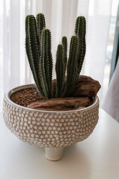 Minimal style decoration of green plant pot