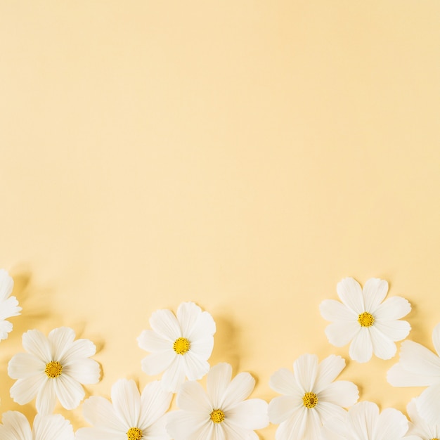 Minimal styled concept. White daisy chamomile flowers on pale yellow