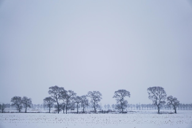 Minimal winter landscape row of trees on snow covered