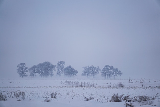 Minimal winter landscape row of trees on snow covered