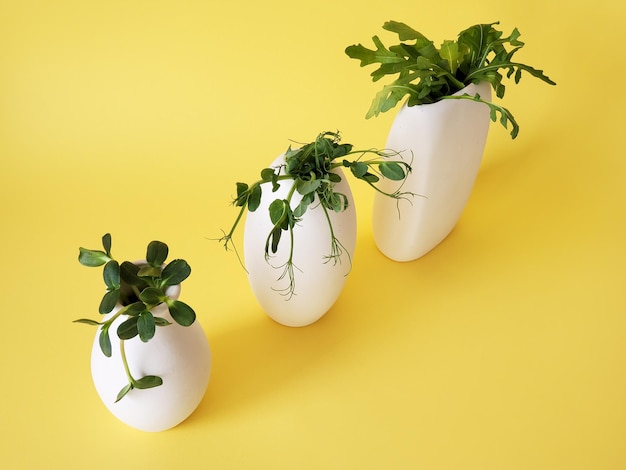 Minimalism bunch of greenery microgreen in white vases on a yellow background