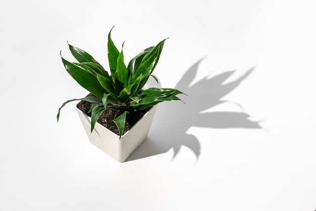 The minimalism trendy conceptual photo of the green home plant on table with harsh shadows