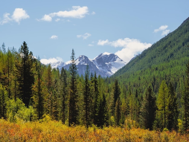 Minimalist atmospheric mountains landscape with big snowy mountain top over alpine green forest Bright landscape with big mountain peak with glacier behind green fir tops in sunny day