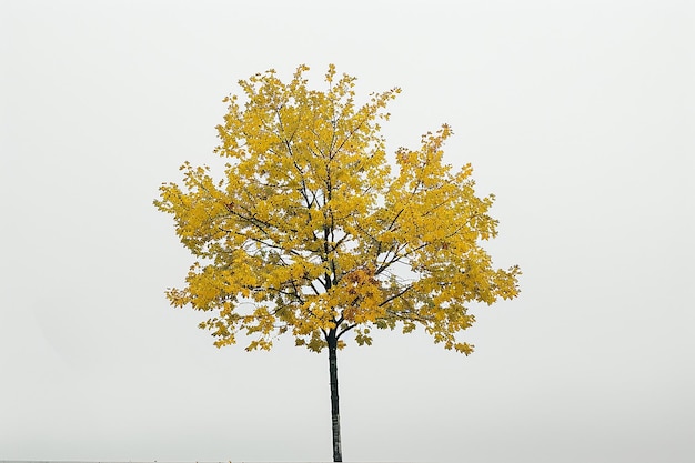 Minimalist Autumn Tree