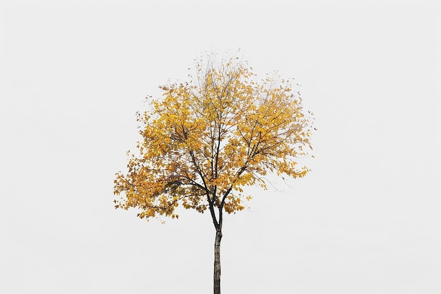 Minimalist Autumn Tree