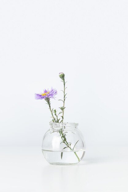 Minimalist bouquet in round glass vase violet flower bushy aster in transparent bottle against white wall minimal decor indoor setting Autumn floral still life with light background