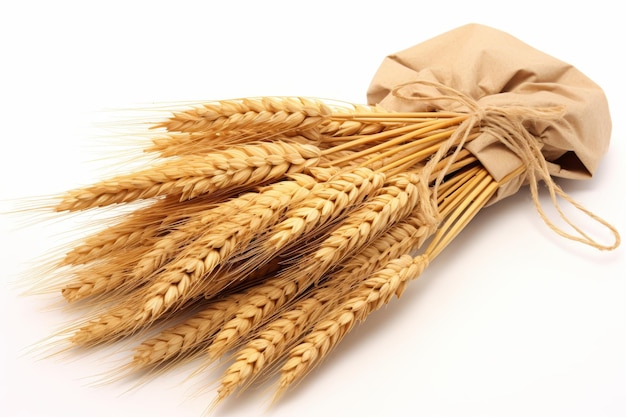 Minimalist design wheat sheaves isolated on white background for clean and elegant aesthetic