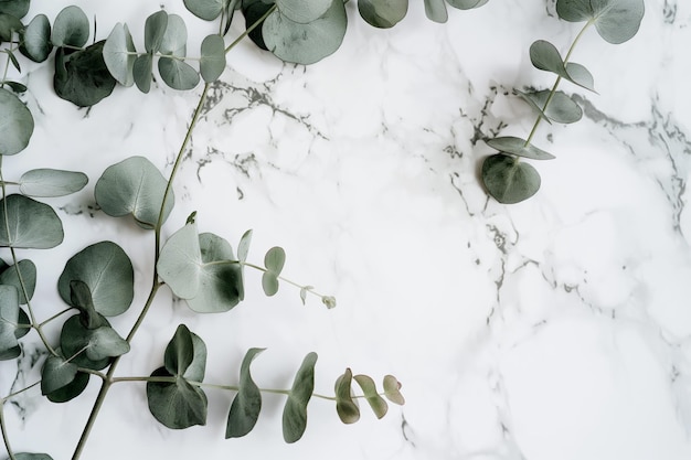 Minimalist Eucalyptus Leaves on Marble Background for Natural and Elegant Decor Ideas