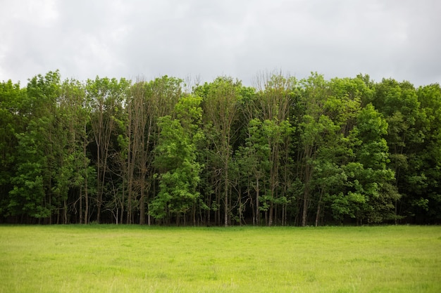 Minimalist landscape of summer forest in cloudy day.