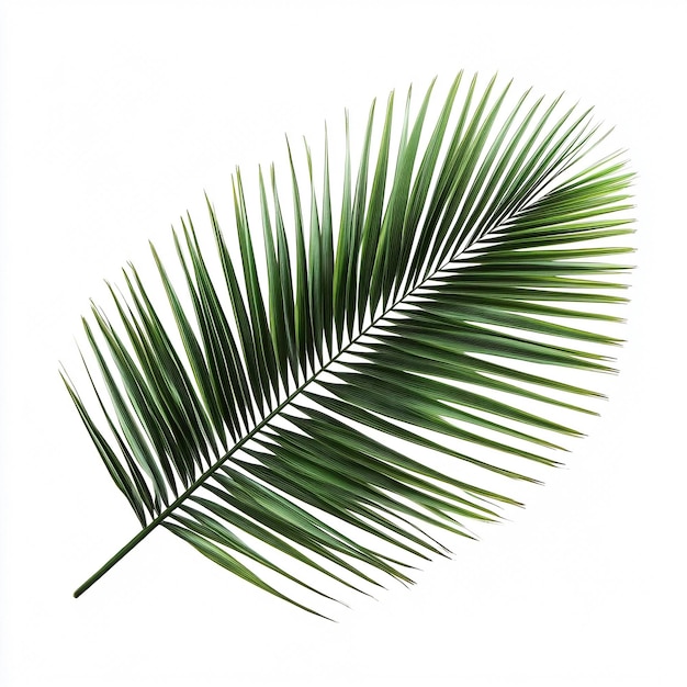 Photo minimalist palm leaves on white background