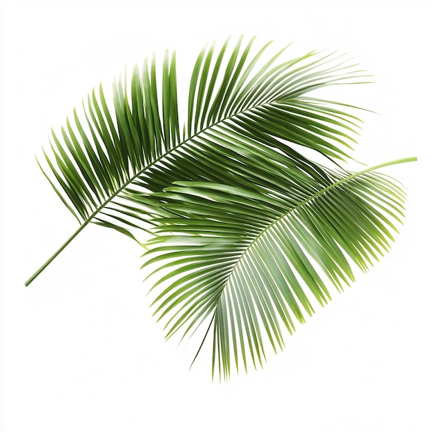 Minimalist Palm Leaves on White Background