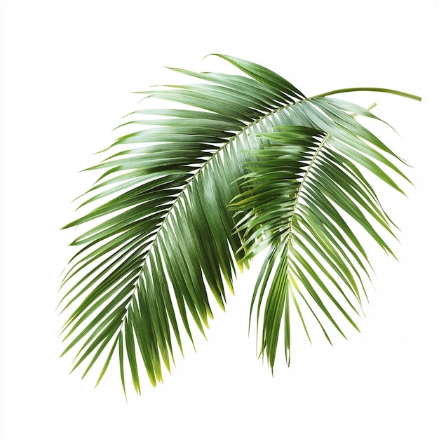 Minimalist Palm Leaves on White Background