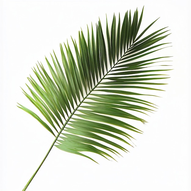 Photo minimalist palm leaves on white background