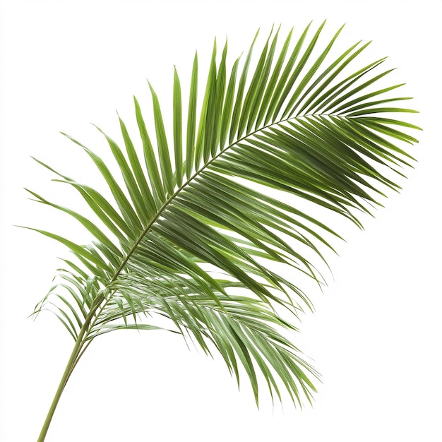 Minimalist Palm Leaves on White Background