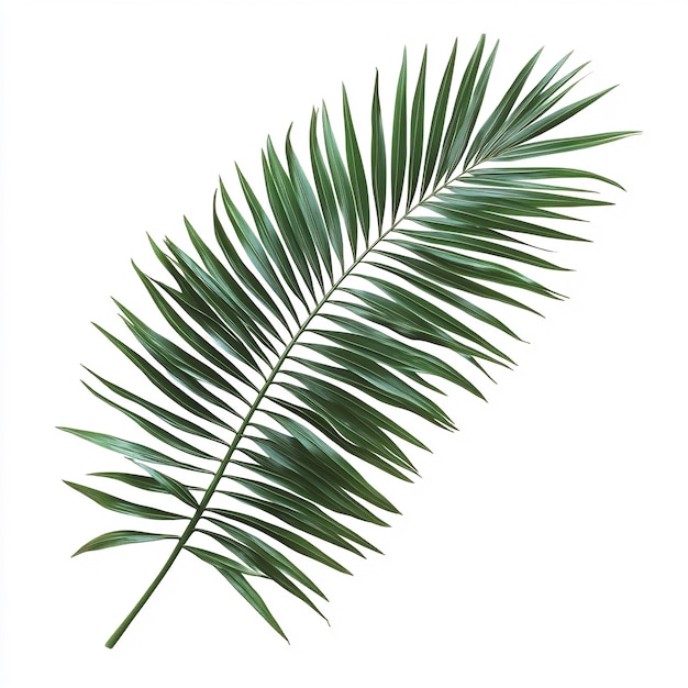 Photo minimalist palm leaves on white background