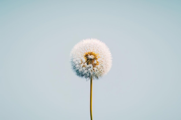 Minimalist photo of dandelion view to the top floral art Illustration AI Generative