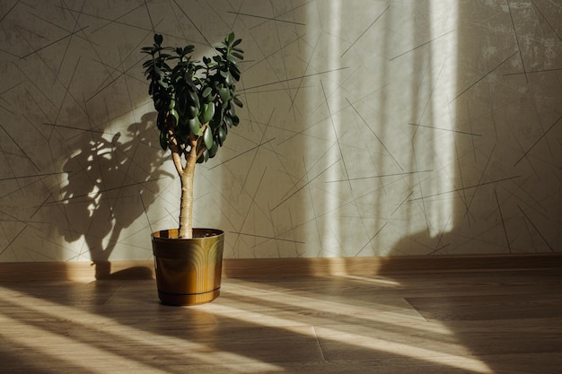 Minimalist style interior design with green potted houseplant placed on floor lit by light in apartm