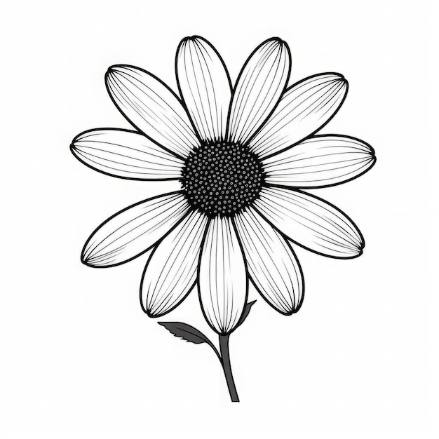 Minimalistic Black And White Daisy Drawing Graphic Outline Sketch