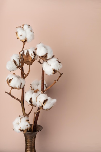 Minimalistic bouquet of cotton in a vase on a delicate pink background