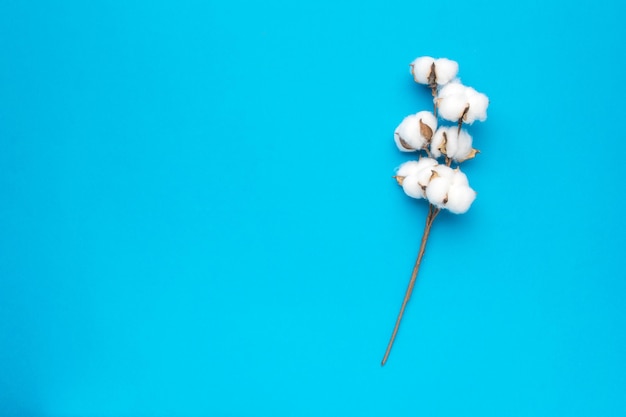 Photo a minimalistic image of a cotton twig on a blue background