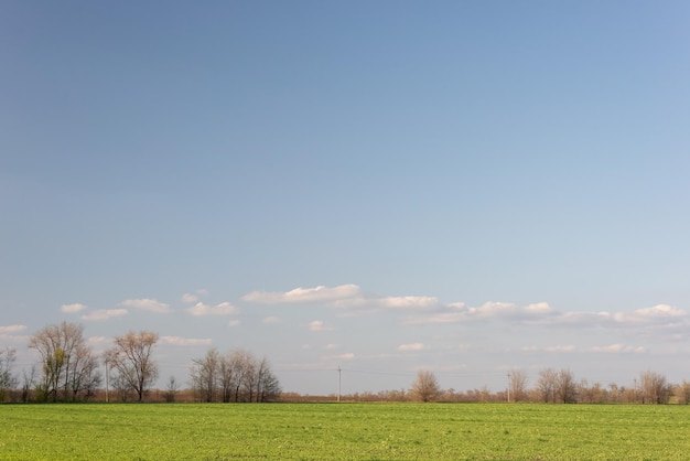 Minimalistic summer landscape of a field with clouds and trees