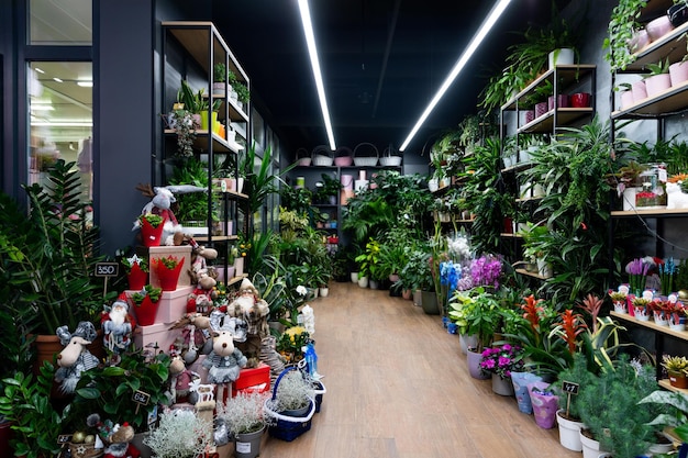 Minsk belarus dec florist shop interior with natural potted plants and new year figurines in the