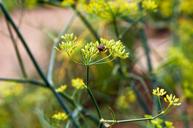 Minstrel bug on the top of dill flowers