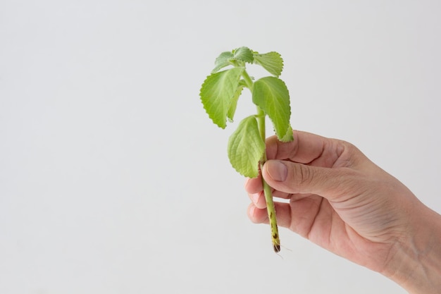 Mint cutting rotted in hand on white background