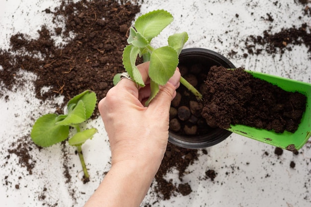 Mint cuttings rooted in hand potted on white background