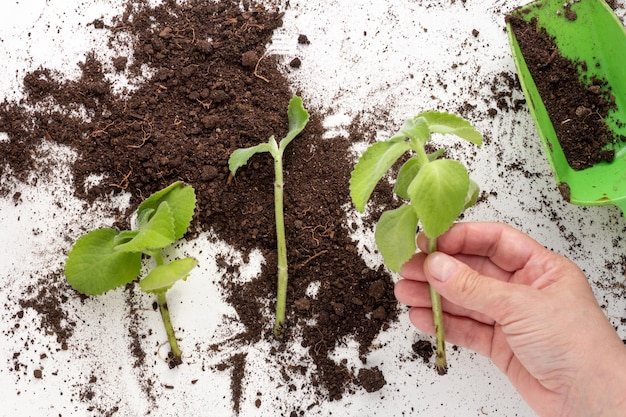 Mint cuttings rooted in hand on white background