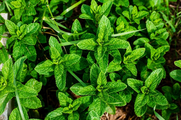 Mint in a garden wonderful aromatic plant for the kitchen mentha spicata