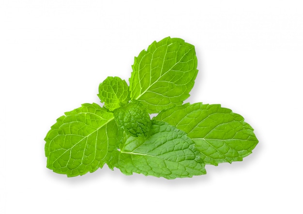 Mint isolated on white background