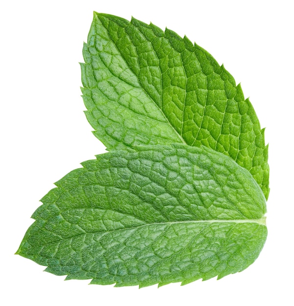 Mint isolated on white background