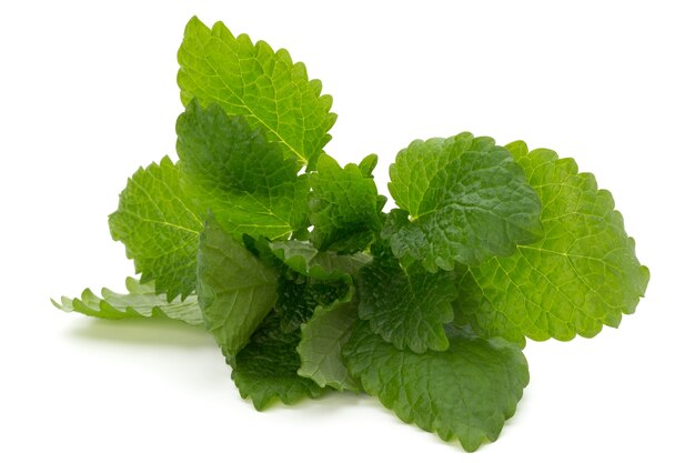 Mint leaf close up isolated