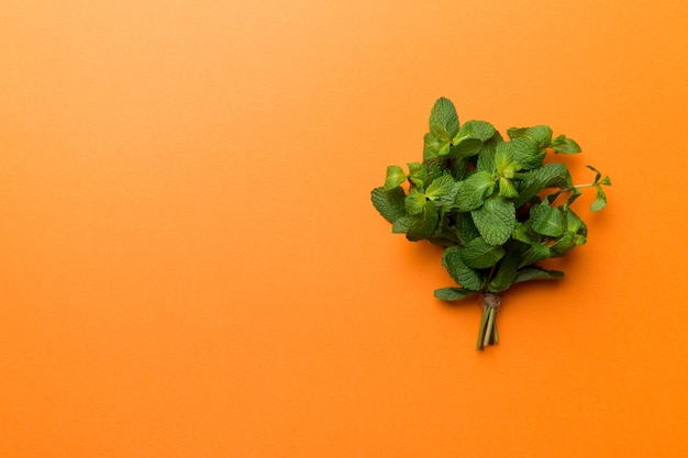 Mint leaf Fresh mint on Colored background Mint leaves isolated Top view with copy space