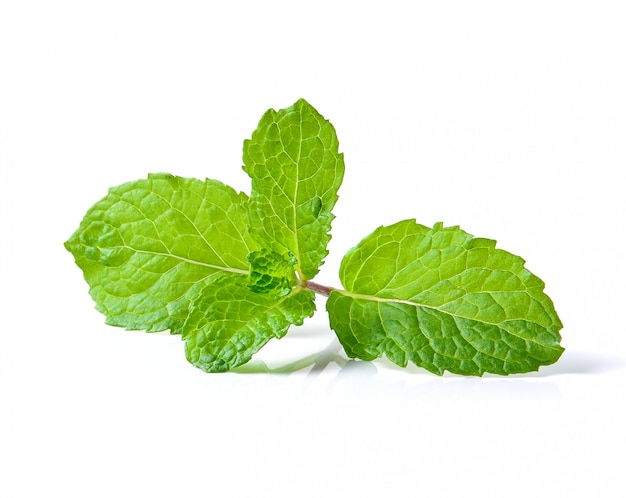 Mint leaf isolated