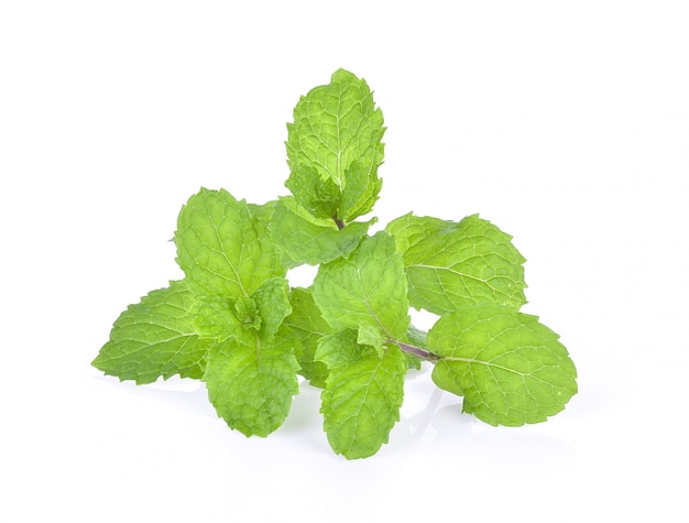 Mint leaf isolated