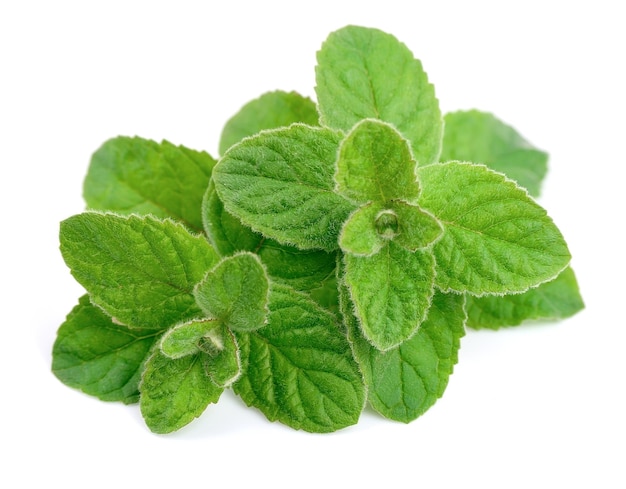 Mint leaves close up