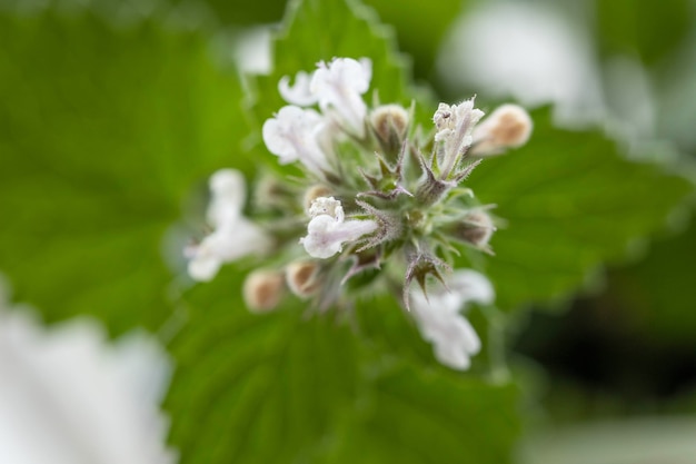 Mint leaves. Closeup of vividly green fresh blossom mint plant.