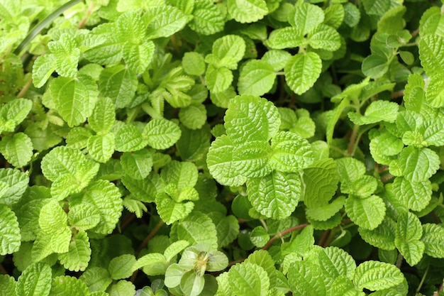 mint leaves in the garden