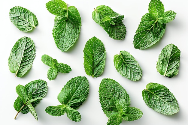 Mint leaves isolated on a white background in a flat lay with no shadows and studio lighting this h