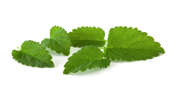 Mint leaves isolated on white background Fresh green plant for drinks and spices