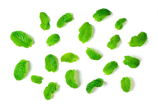 Mint leaves isolated on white background, Herbs and Spices concept.