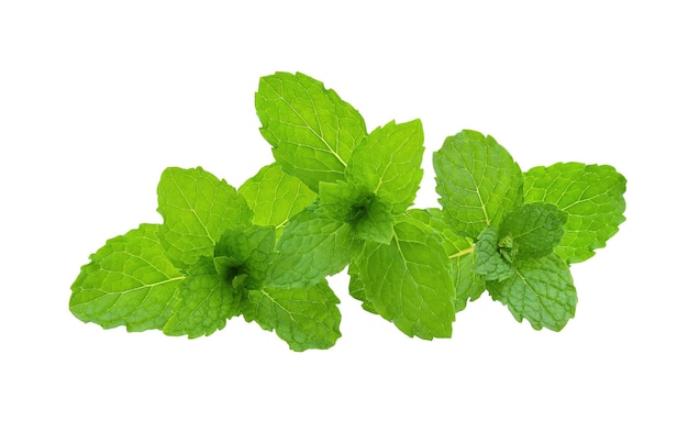 Mint leaves isolated on white background