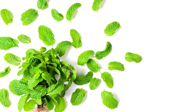 Mint leaves isolated on white background