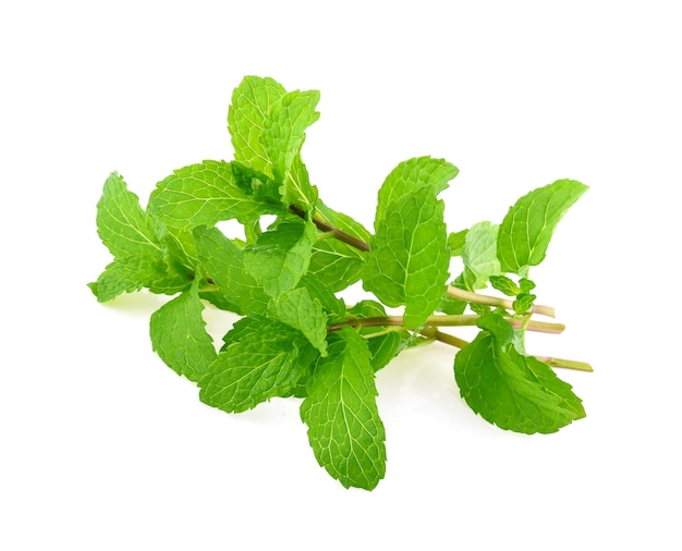 Mint leaves isolated on white background